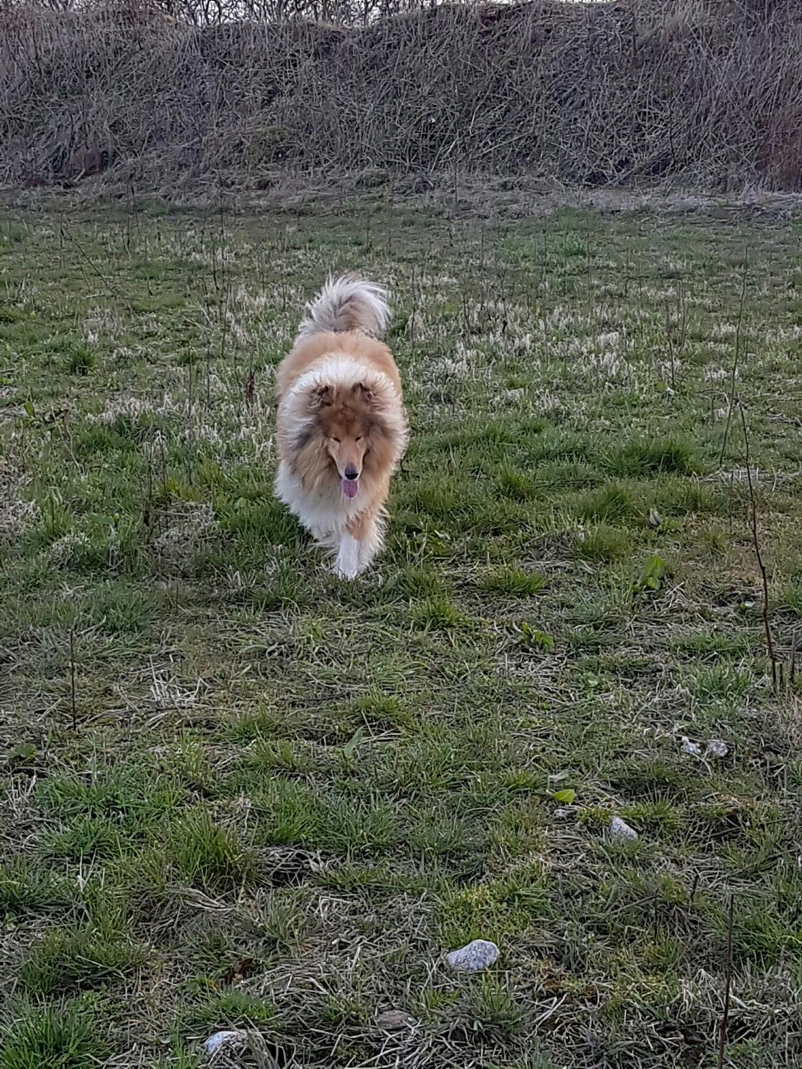 Collie langhåret Marco ( Julianas Corey) billede 2