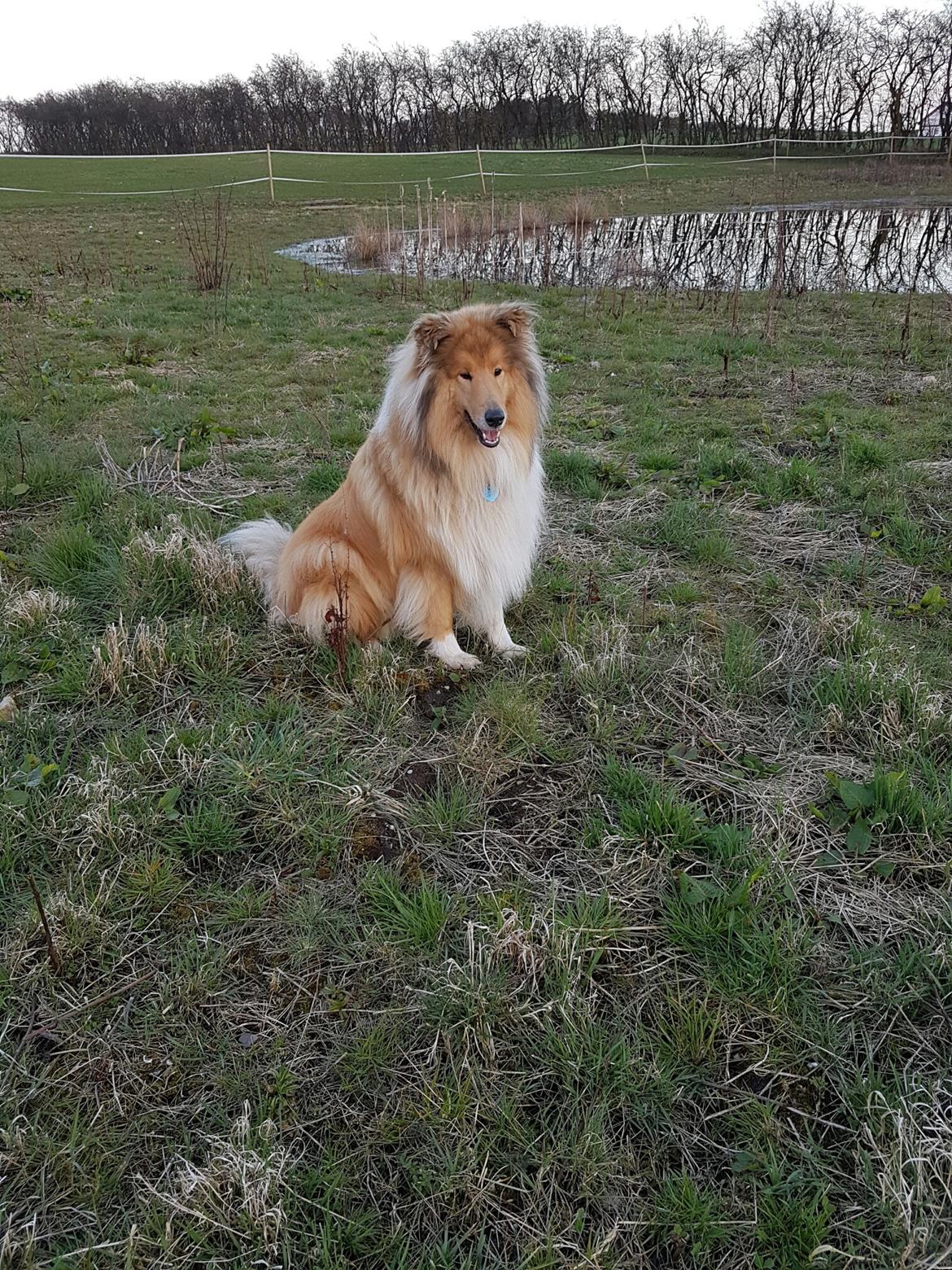 Collie langhåret Marco ( Julianas Corey) billede 1