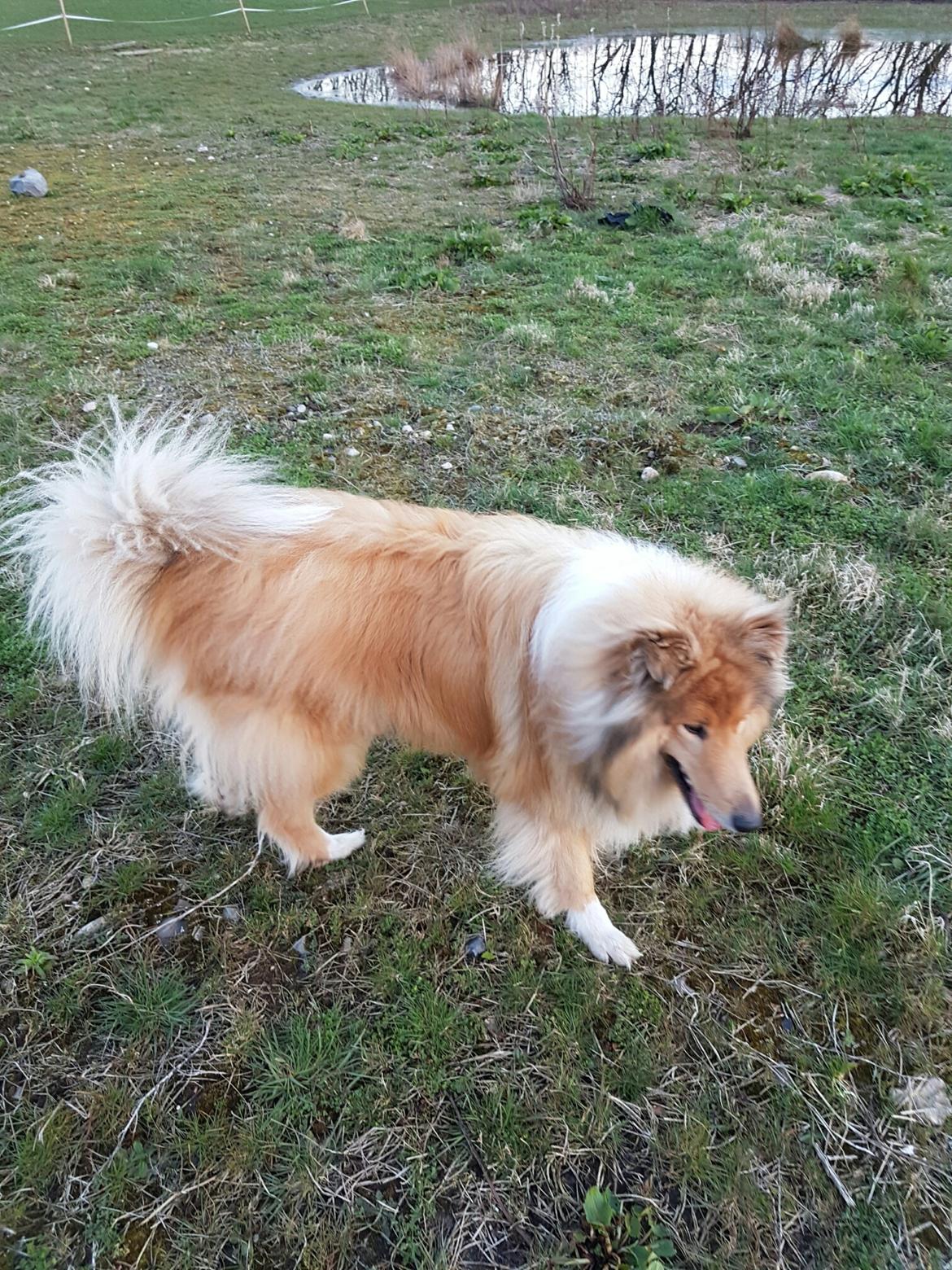 Collie langhåret Marco ( Julianas Corey) billede 3