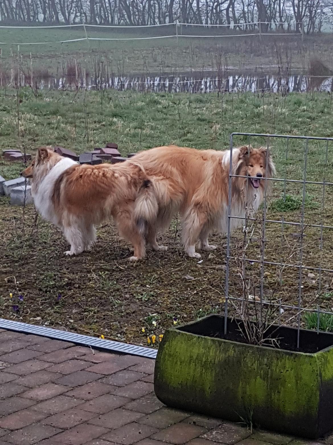 Collie langhåret Marco ( Julianas Corey) billede 4