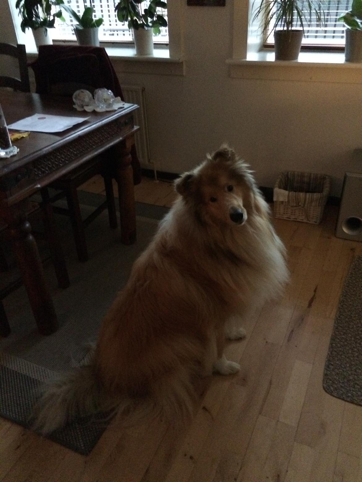 Collie langhåret Marco ( Julianas Corey) billede 5