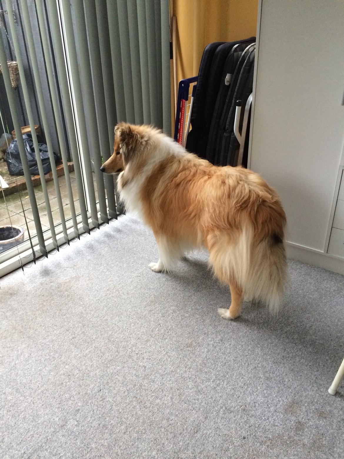 Collie langhåret Marco ( Julianas Corey) billede 7