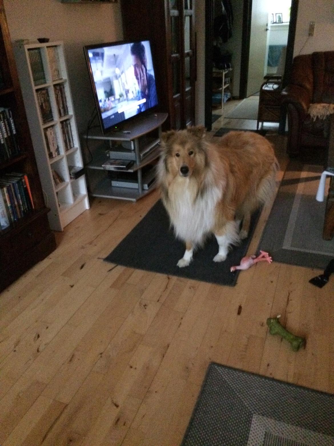 Collie langhåret Marco ( Julianas Corey) billede 6