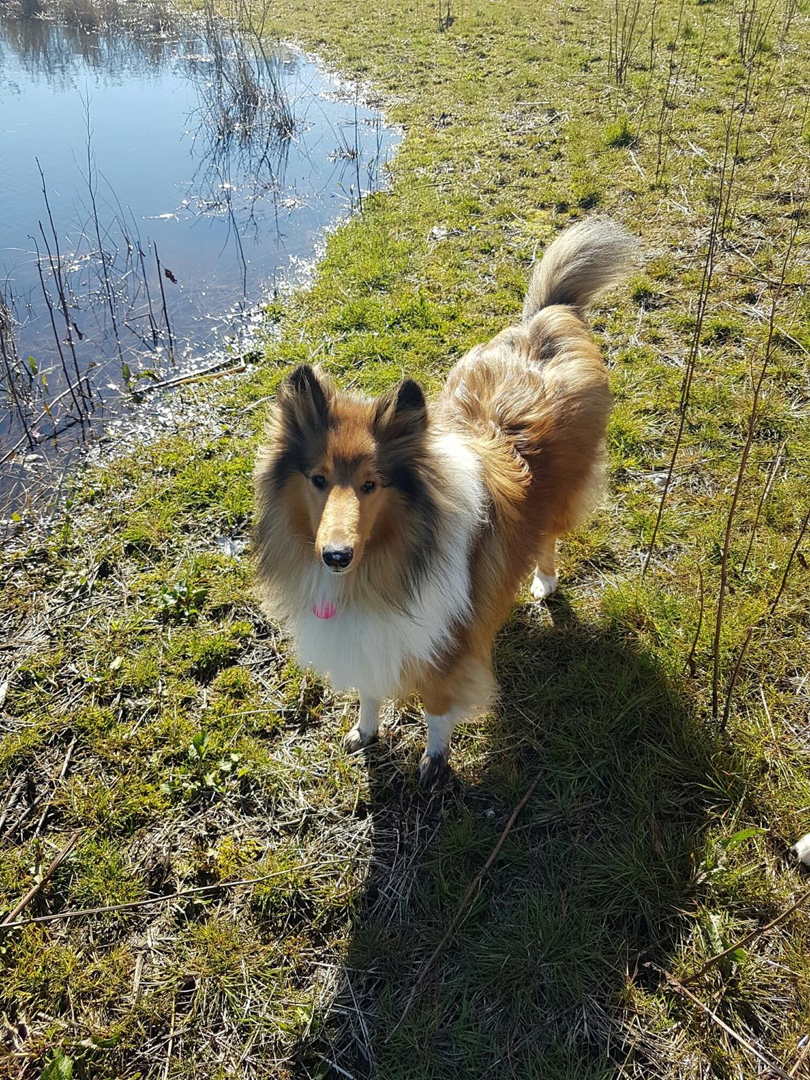 Collie langhåret Lassie (Jessebelle  N'Gold of Kingly Shine) billede 1