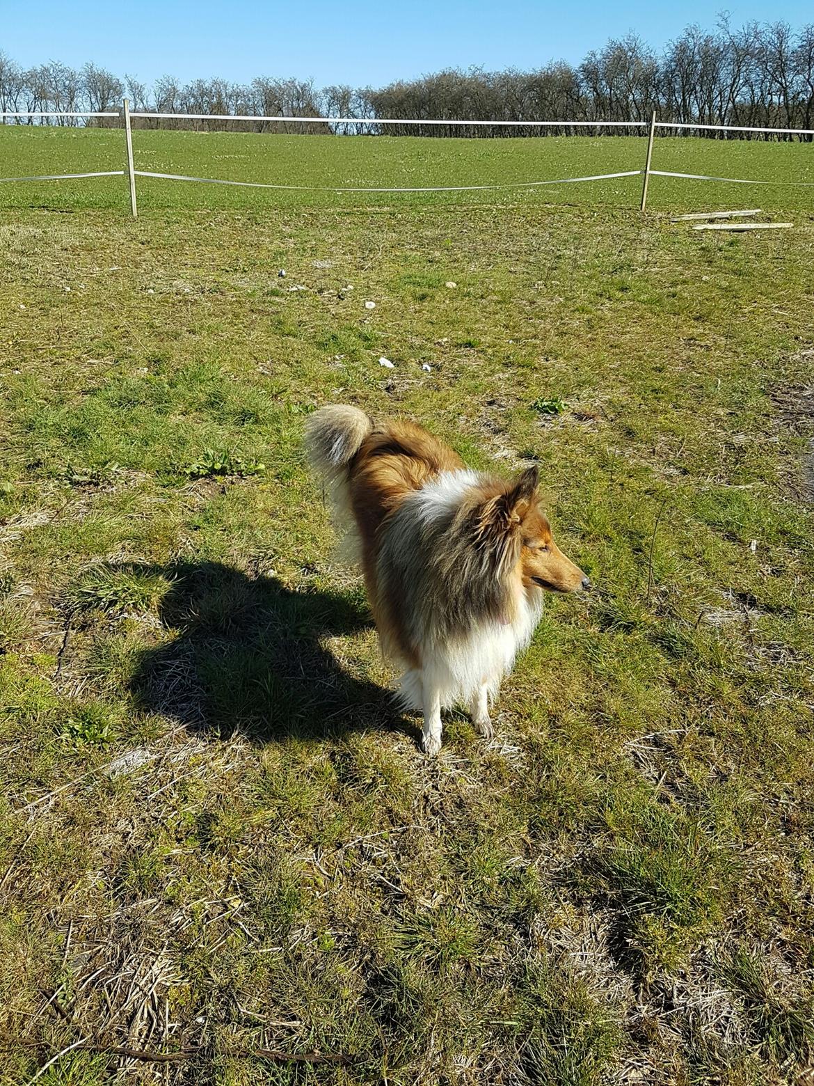 Collie langhåret Lassie (Jessebelle  N'Gold of Kingly Shine) billede 8