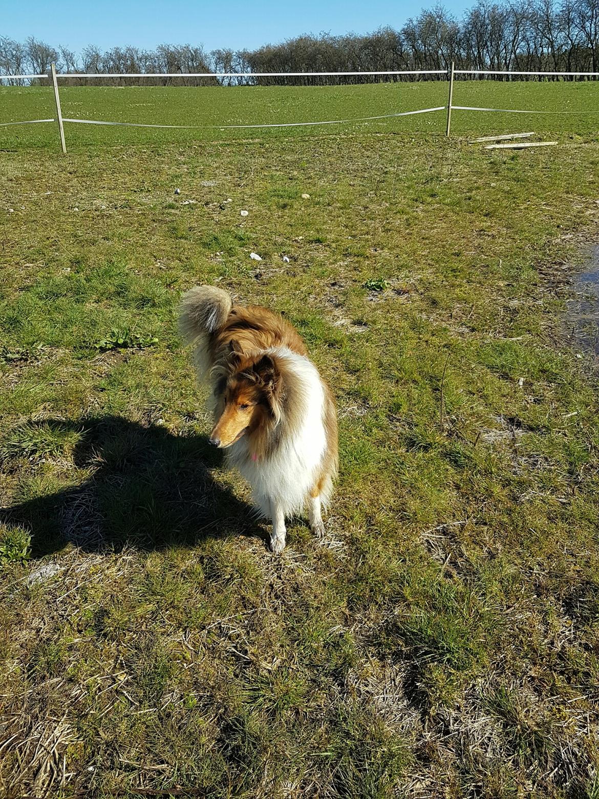 Collie langhåret Lassie (Jessebelle  N'Gold of Kingly Shine) billede 7