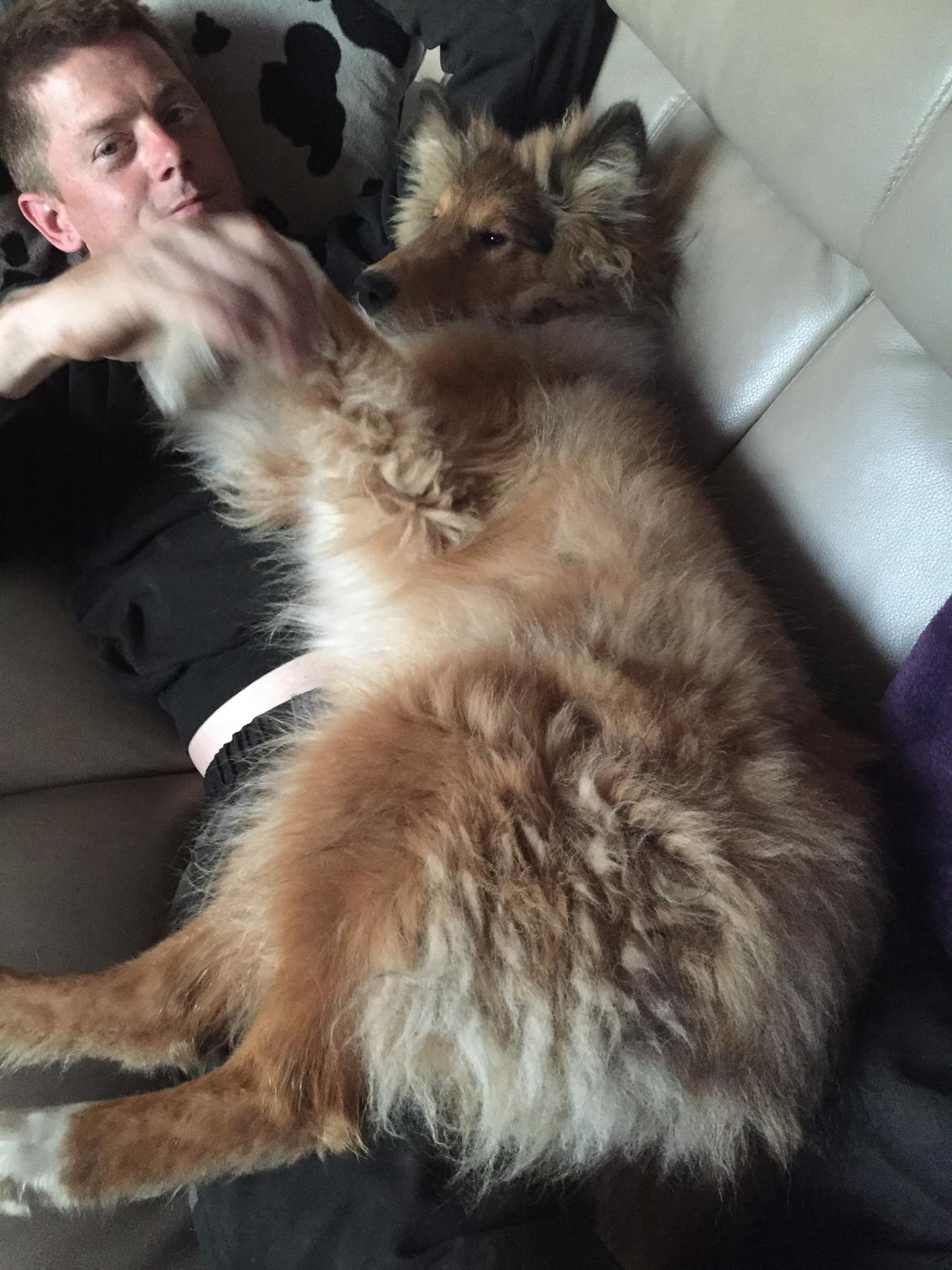 Collie langhåret Lassie (Jessebelle  N'Gold of Kingly Shine) billede 6