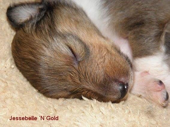 Collie langhåret Lassie (Jessebelle  N'Gold of Kingly Shine) billede 3