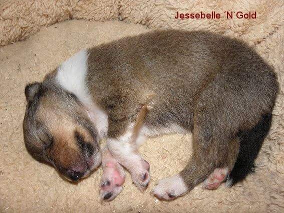 Collie langhåret Lassie (Jessebelle  N'Gold of Kingly Shine) billede 2