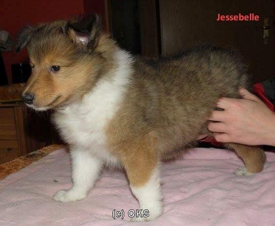 Collie langhåret Lassie (Jessebelle  N'Gold of Kingly Shine) billede 5