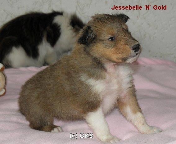 Collie langhåret Lassie (Jessebelle  N'Gold of Kingly Shine) billede 4
