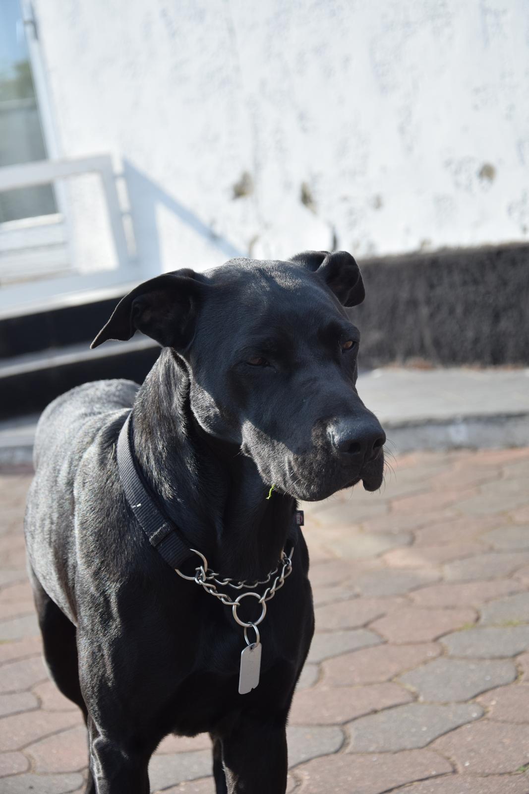 Blanding af racer Xena (hvil i fred <3) billede 13