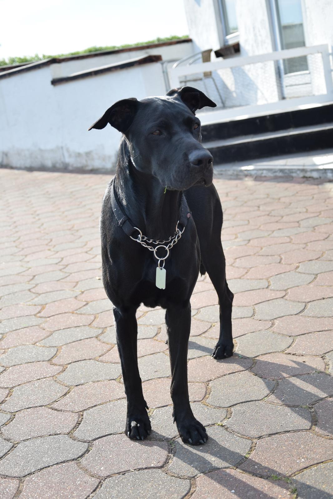 Blanding af racer Xena (hvil i fred <3) billede 14