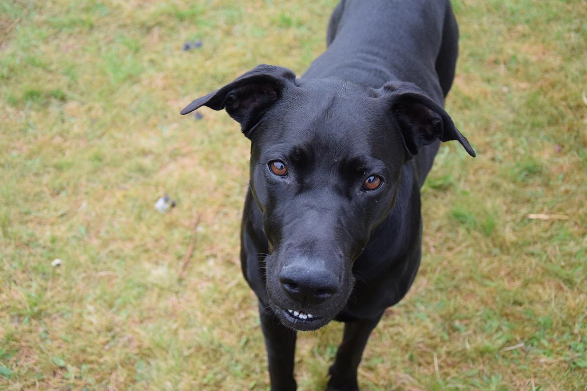 Blanding af racer Xena (hvil i fred <3) billede 15