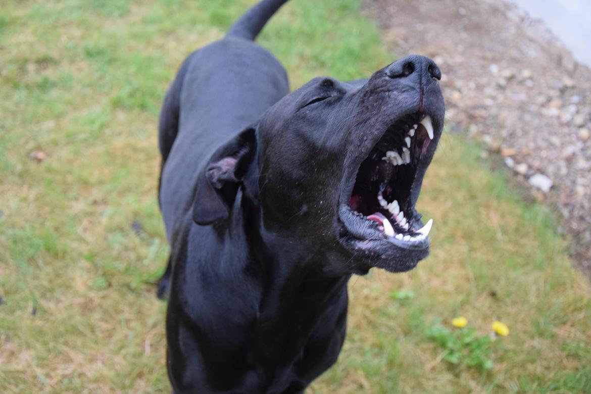 Blanding af racer Xena (hvil i fred <3) billede 16