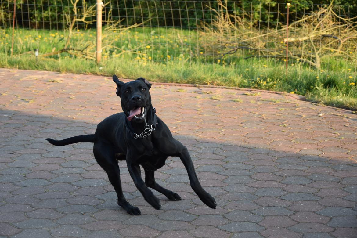 Blanding af racer Xena (hvil i fred <3) billede 17