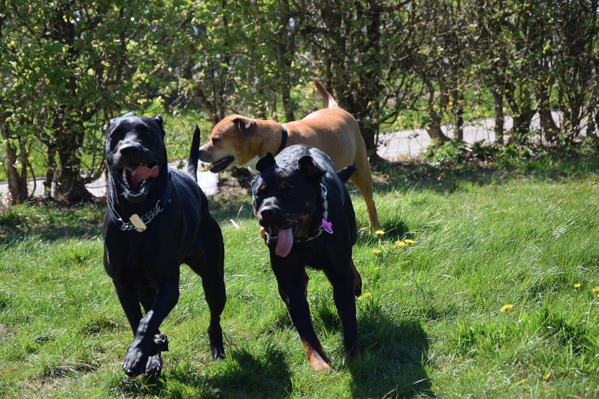 Blanding af racer Xena (hvil i fred <3) billede 18