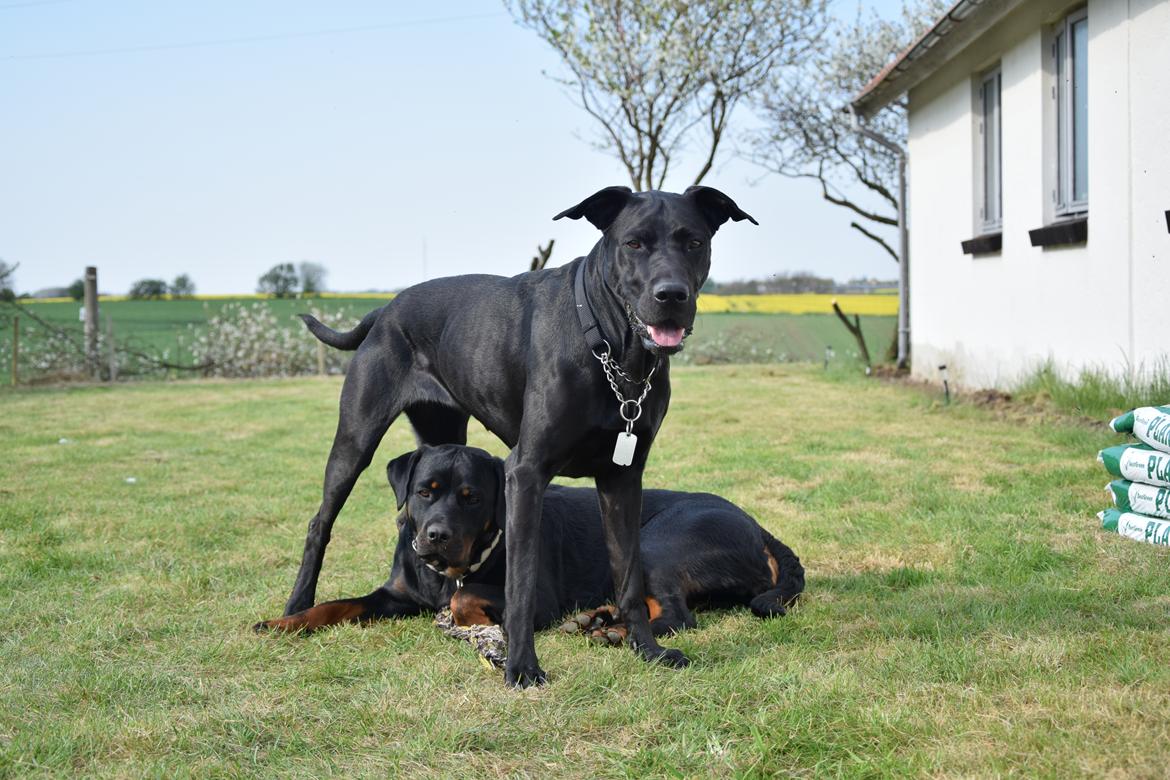 Blanding af racer Xena (hvil i fred <3) billede 19