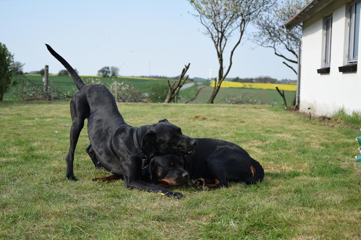 Blanding af racer Xena (hvil i fred <3) billede 20