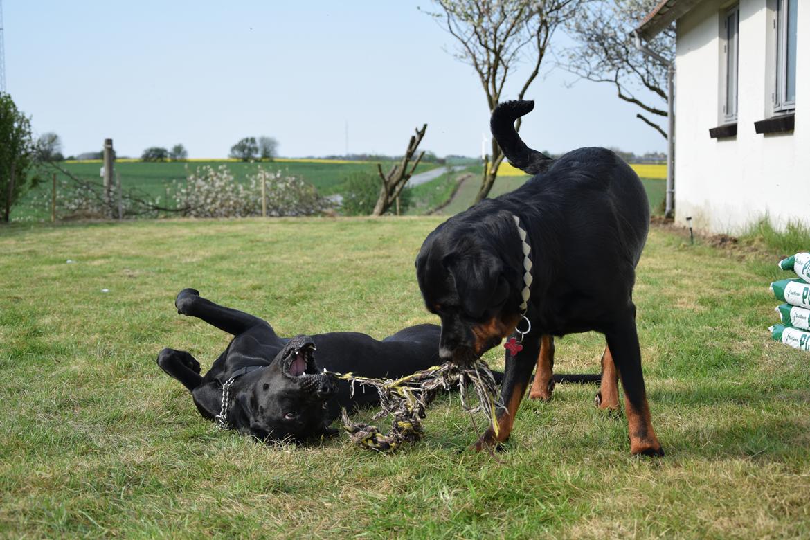 Blanding af racer Xena (hvil i fred <3) billede 21