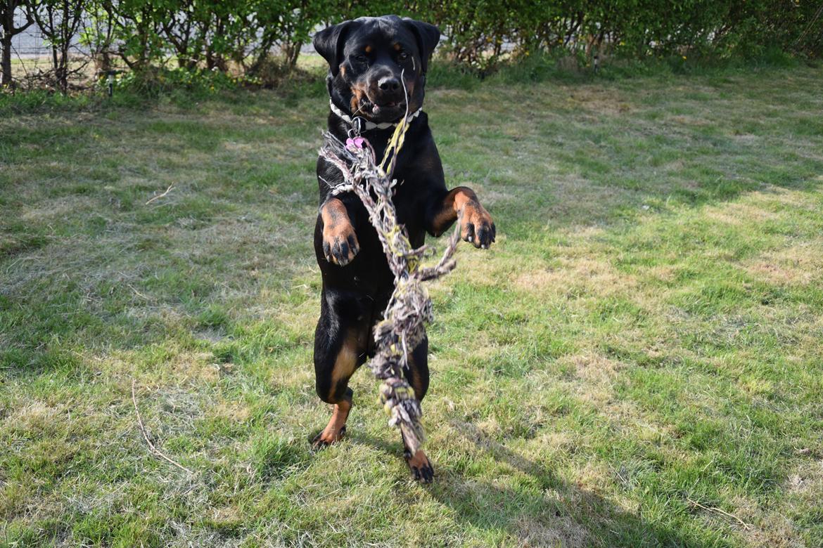 Rottweiler Kali billede 12