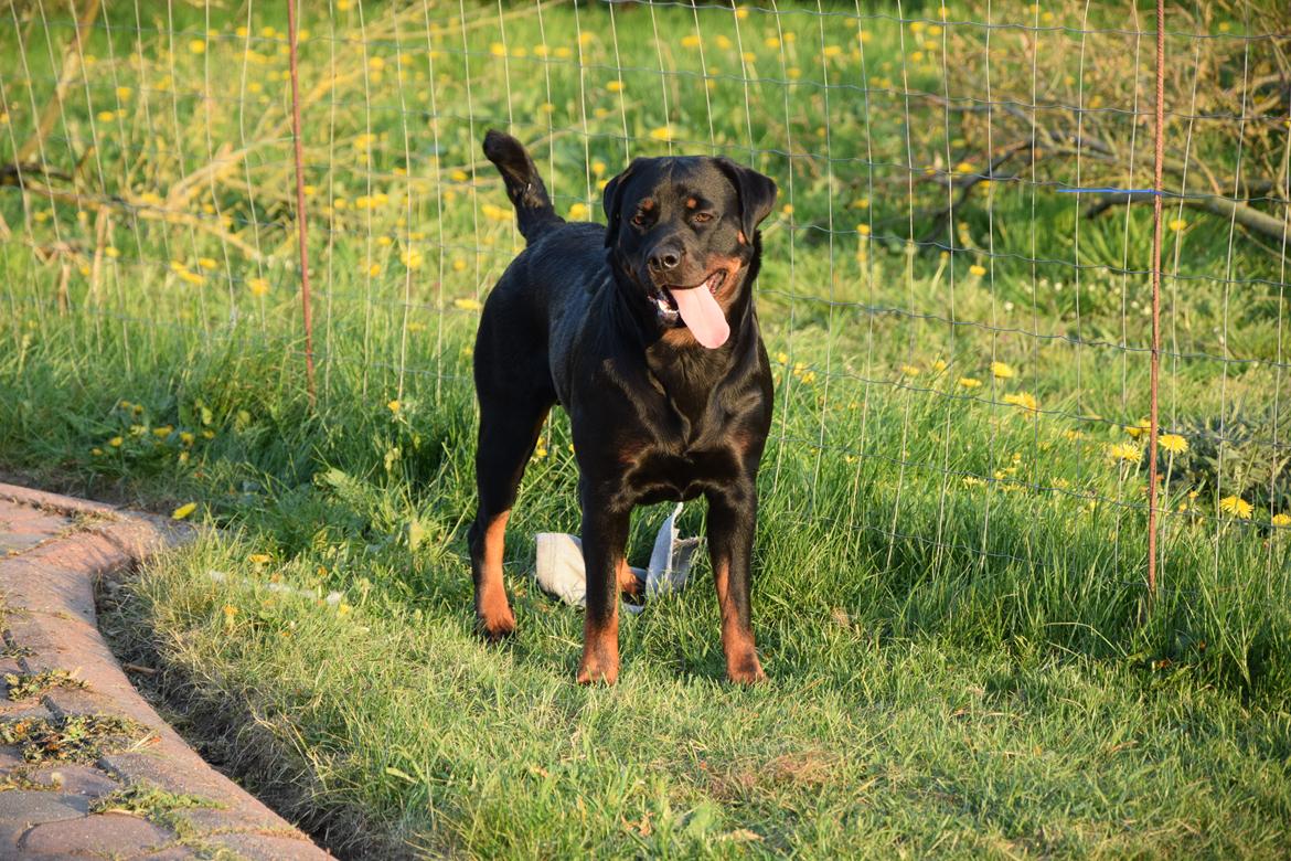 Rottweiler Kali billede 13