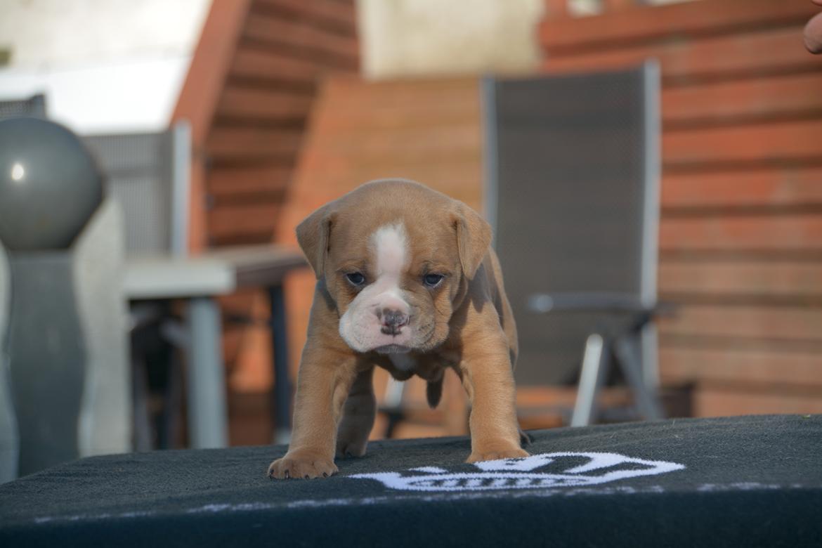 Olde english bulldogge TrueLove Bulldogs She Loves You (Jytte) billede 8