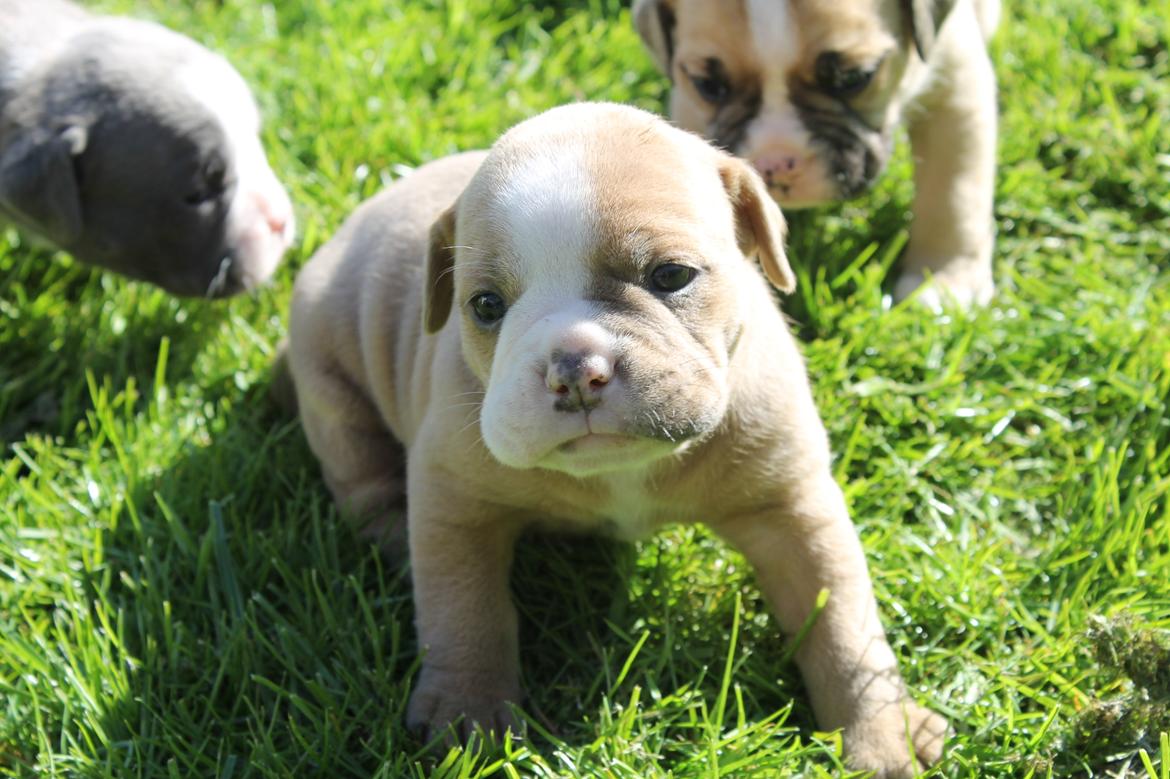 Olde english bulldogge TrueLove Bulldogs She Loves You (Jytte) billede 9