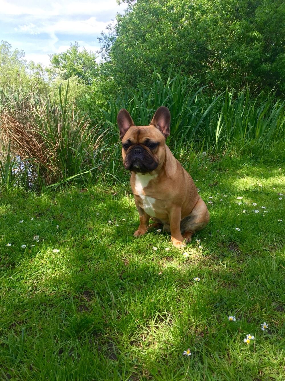 Fransk bulldog Uffe (Helvedeshunden fra Mordor) billede 2