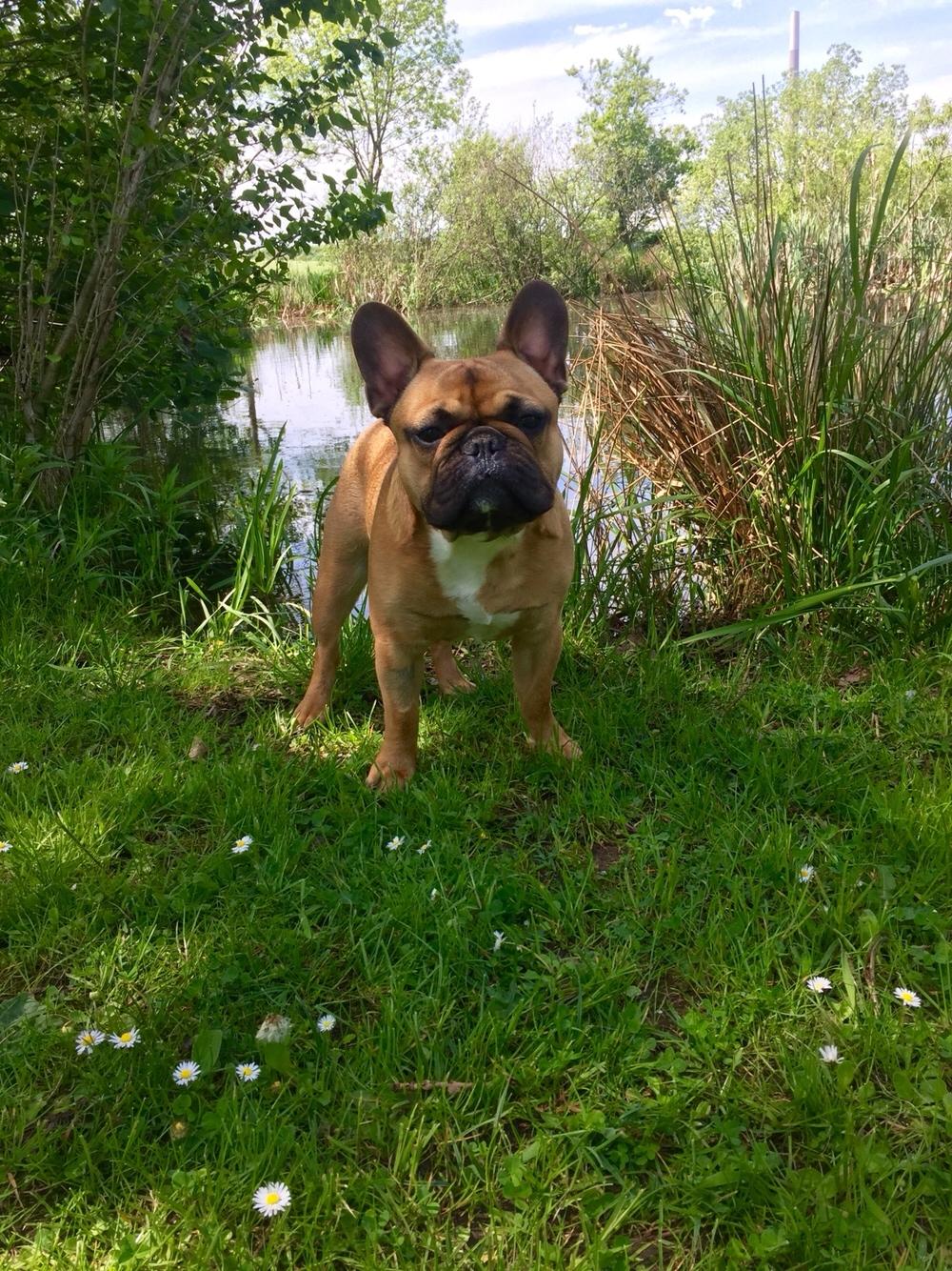 Fransk bulldog Uffe (Helvedeshunden fra Mordor) billede 1