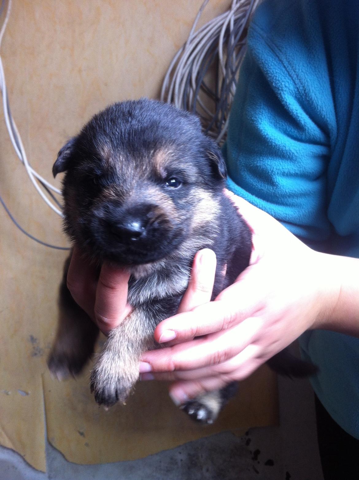 Schæferhund Milo - Milo 3 uger, første gang vi så ham :) billede 1