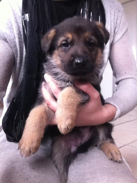 Schæferhund Milo billede 4