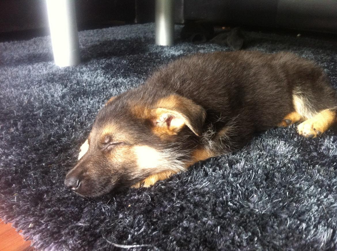 Schæferhund Milo - Lige kommet hjem i sit nye hjem, tager sig en lur :-) billede 5