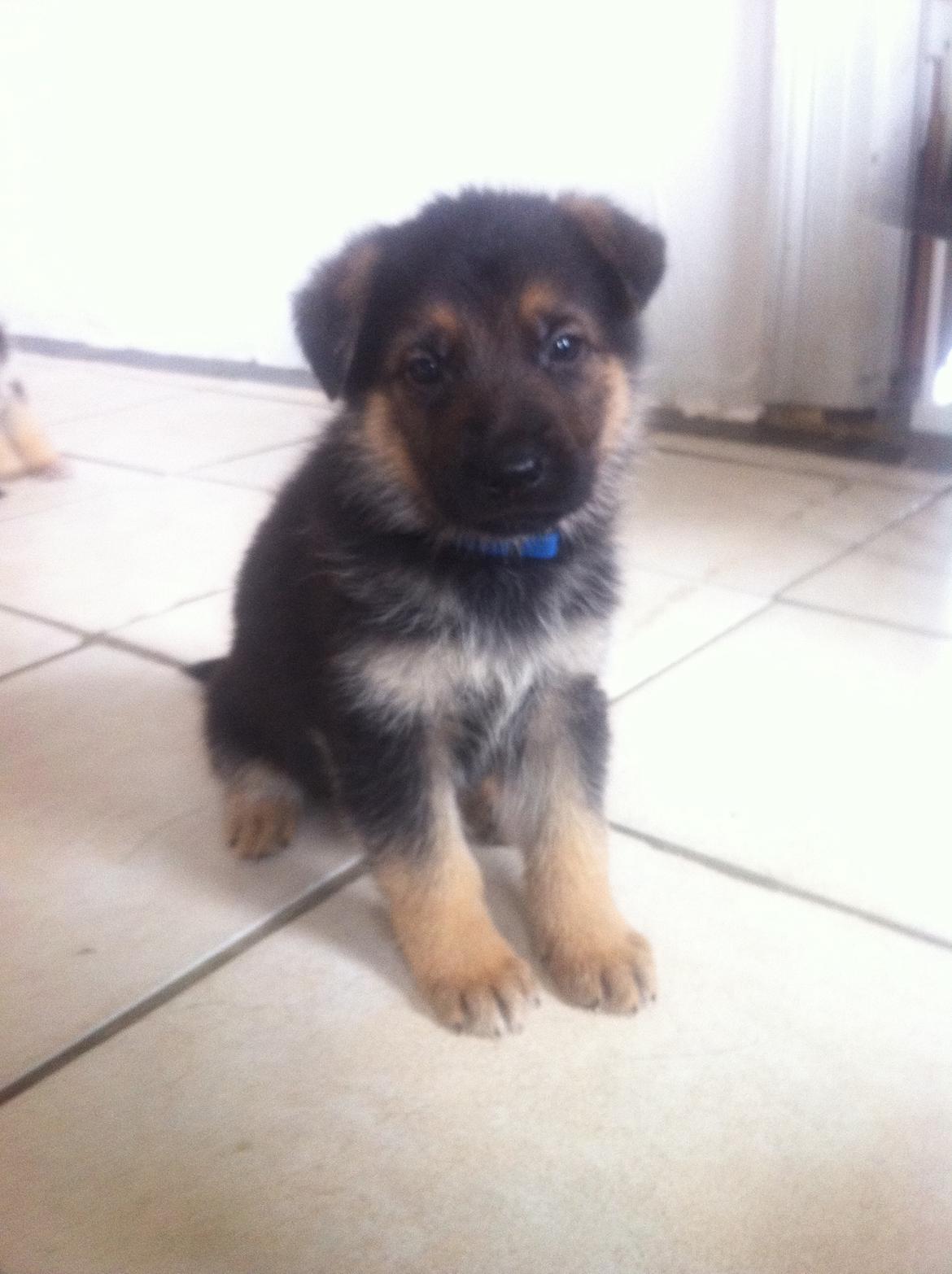 Schæferhund Milo - Milo 5 uger :-) billede 3