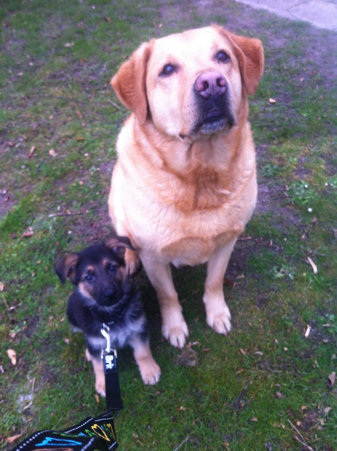 Schæferhund Milo - Diego og milo  billede 7