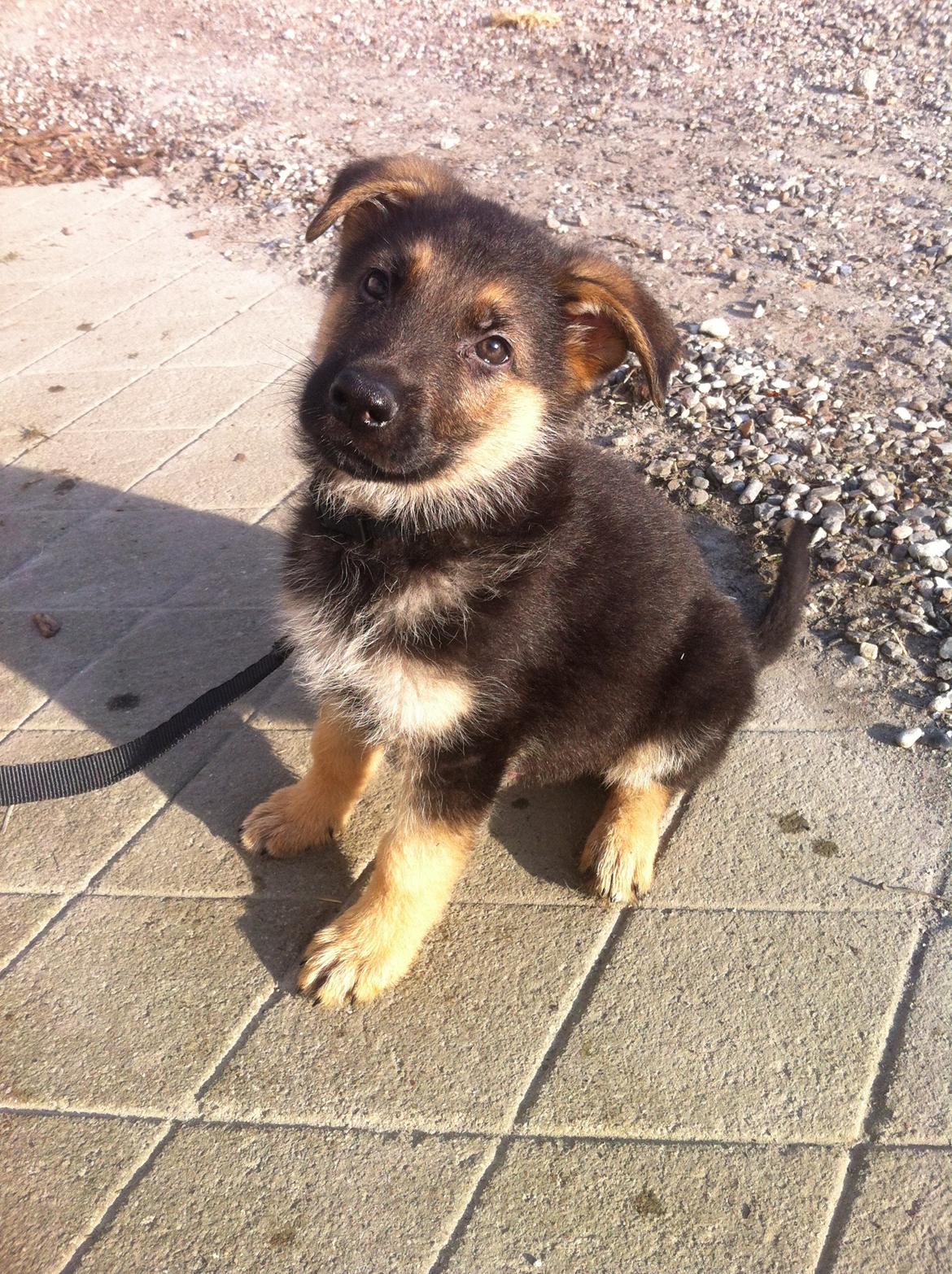 Schæferhund Milo - Banditten :-) billede 9
