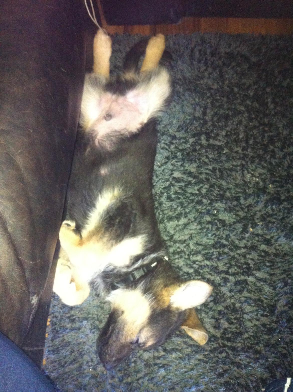 Schæferhund Milo - Godnat fra milo :) billede 10