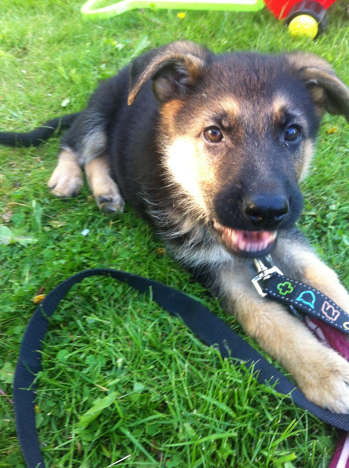 Schæferhund Milo - Ude på ballade!  billede 11