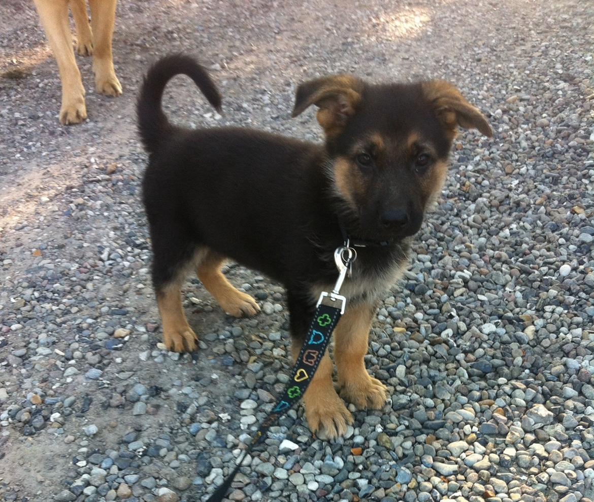 Schæferhund Milo billede 12