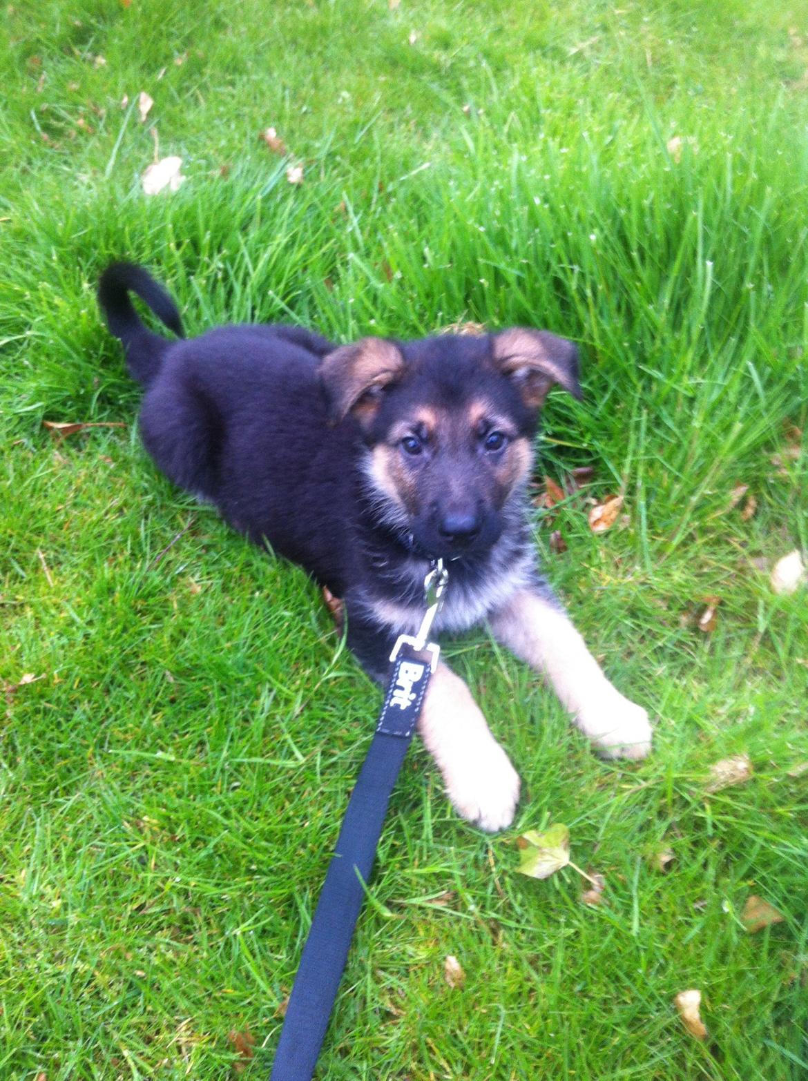 Schæferhund Milo - Er jeg ikke bare sød ? :-)  billede 8