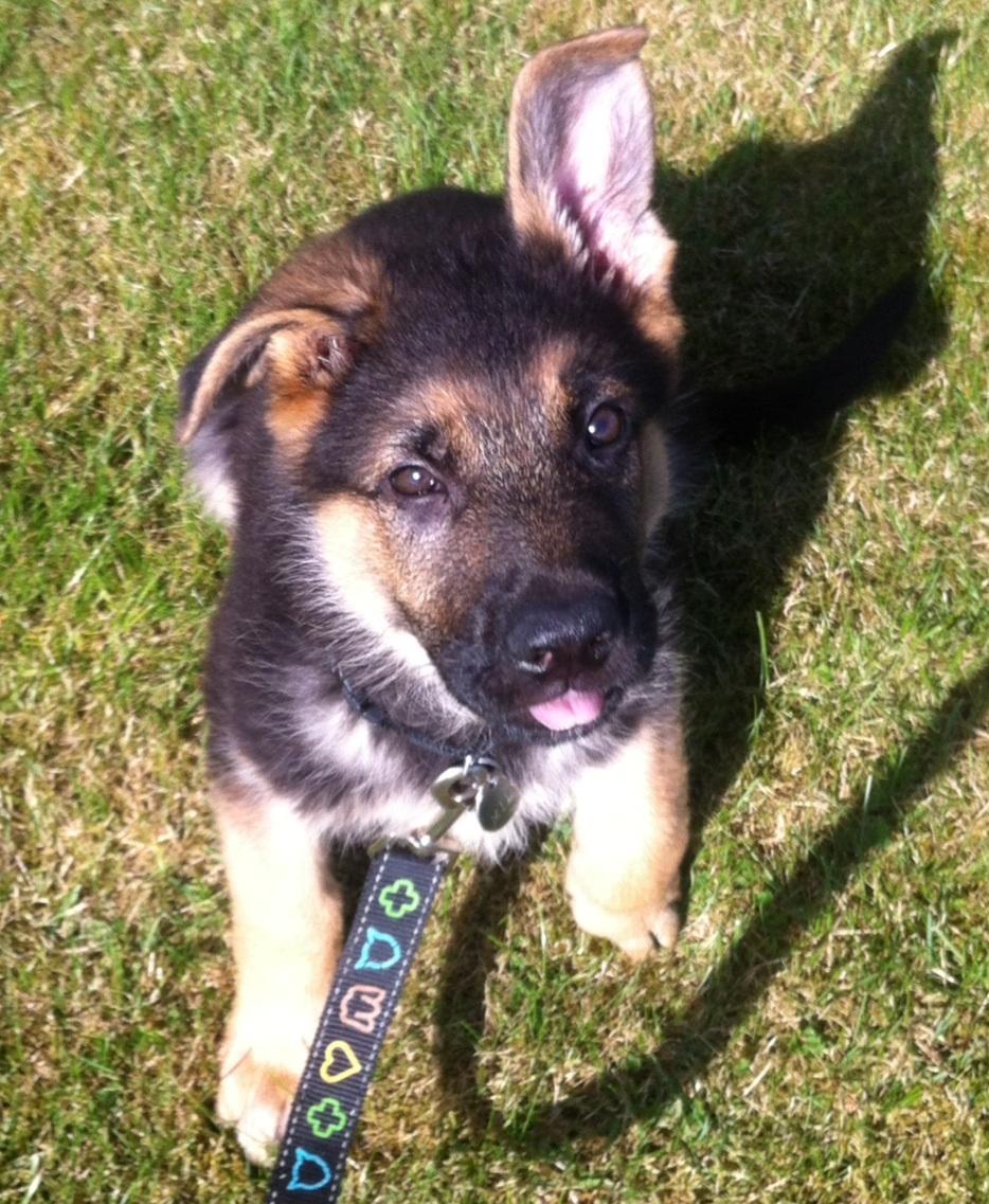 Schæferhund Milo billede 16