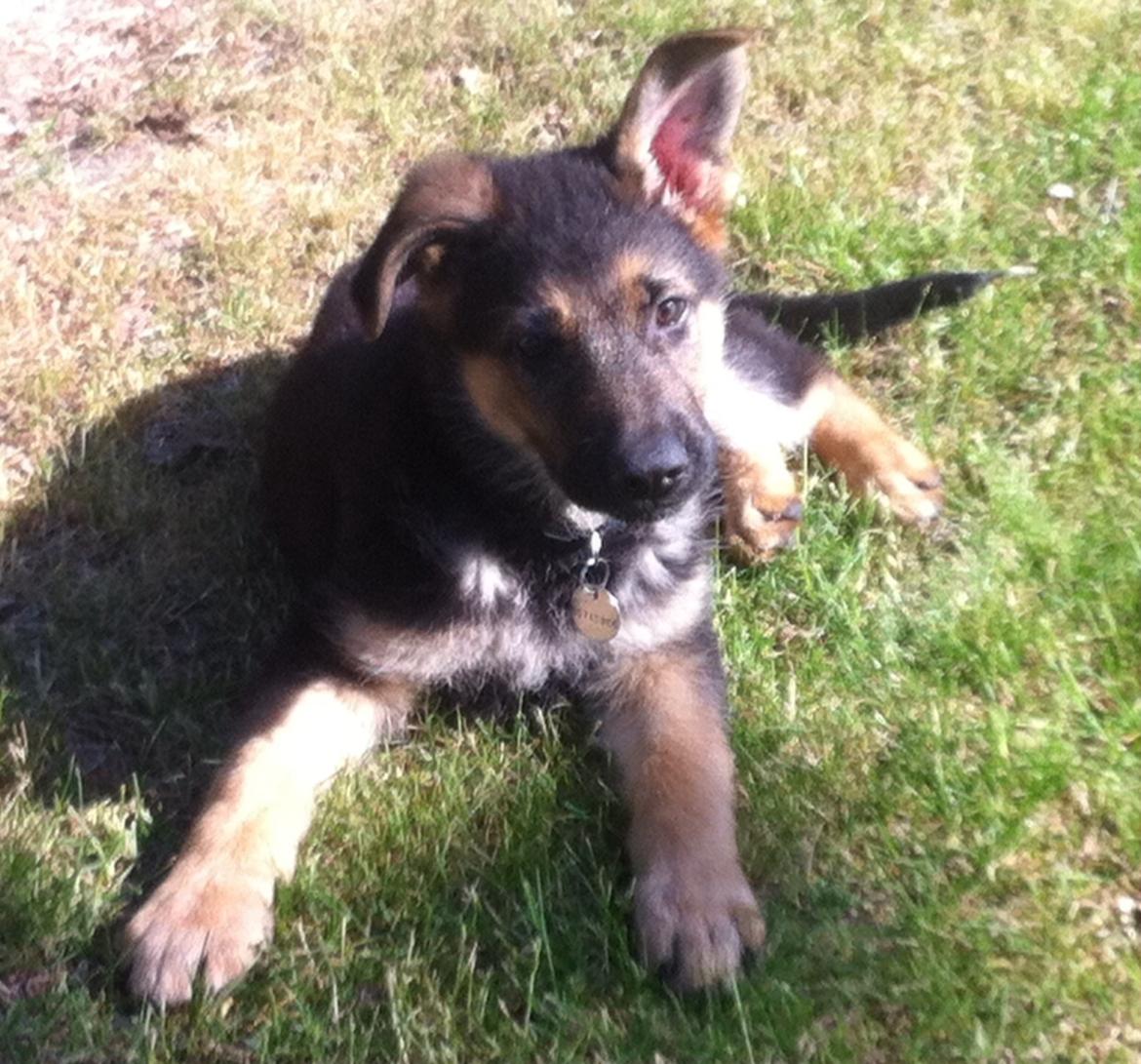 Schæferhund Milo - Hej? :-) billede 17