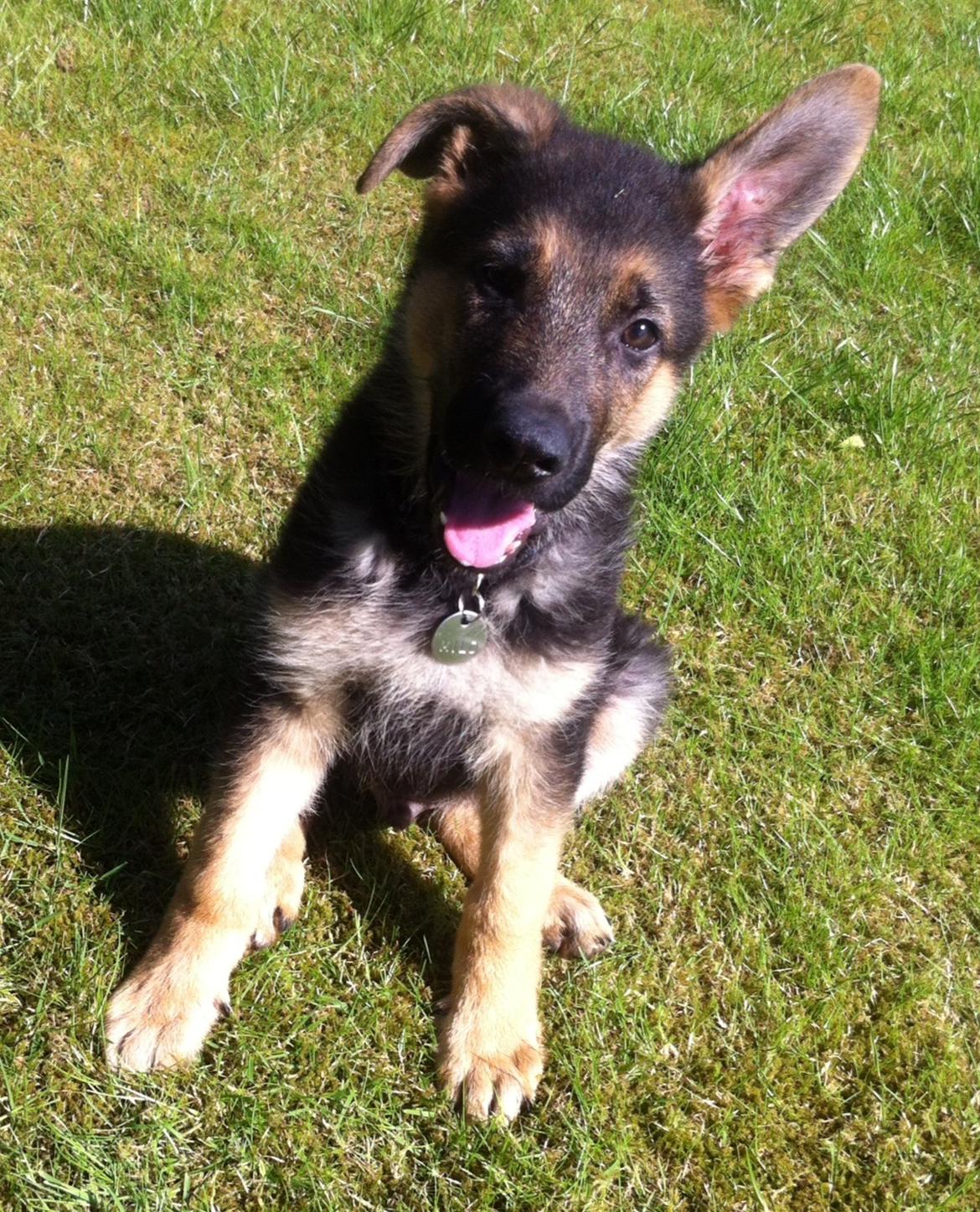 Schæferhund Milo billede 19