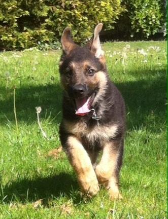 Schæferhund Milo billede 20