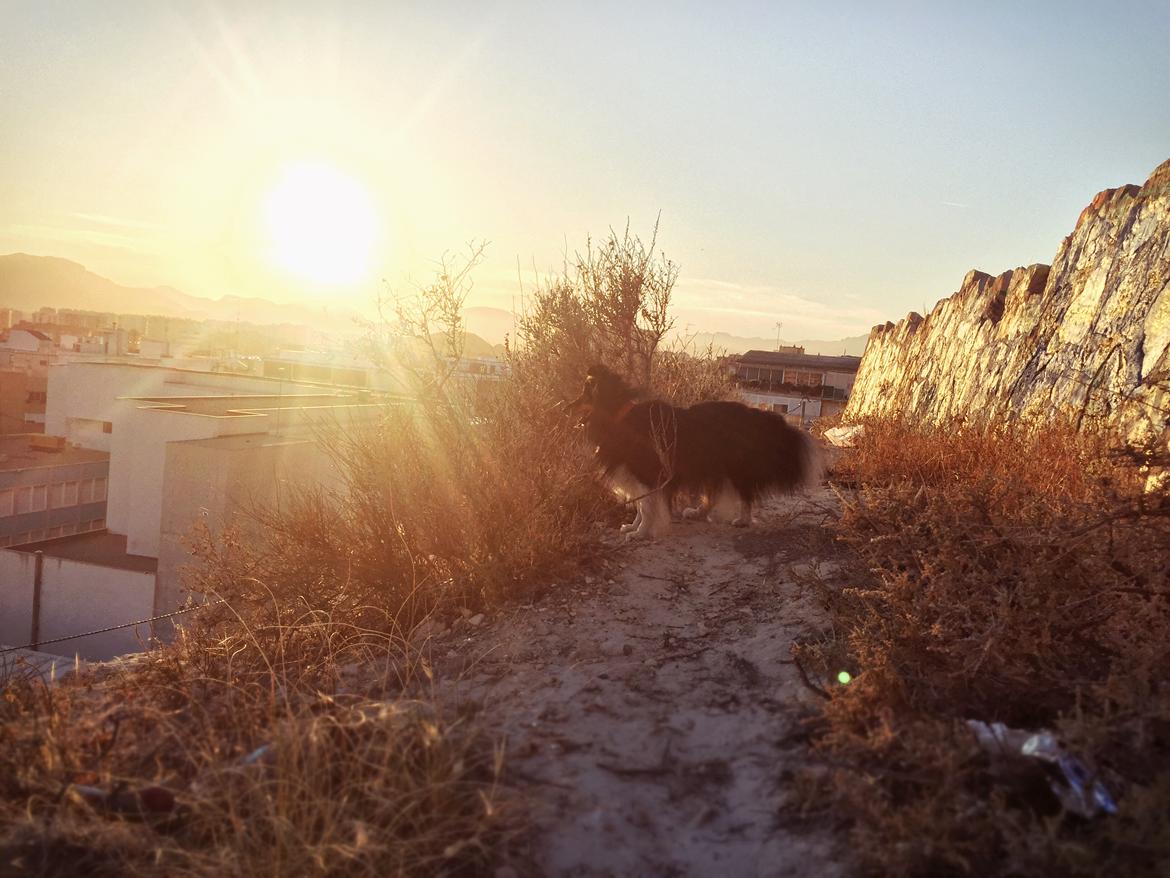 Shetland sheepdog Jessie billede 33