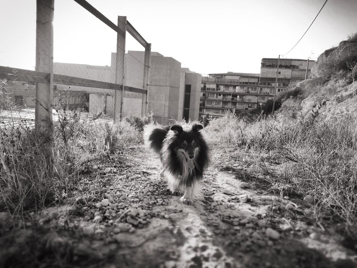 Shetland sheepdog Jessie billede 35