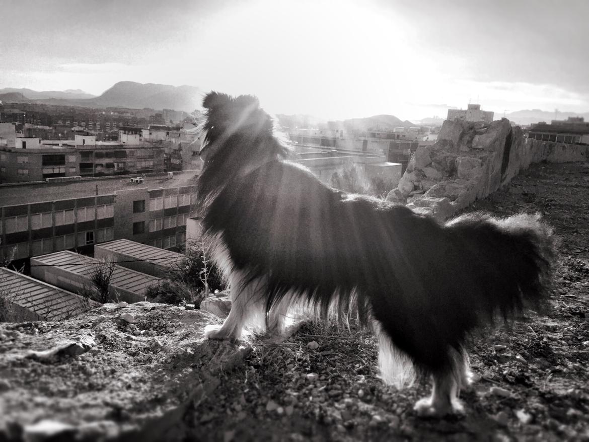 Shetland sheepdog Jessie billede 36