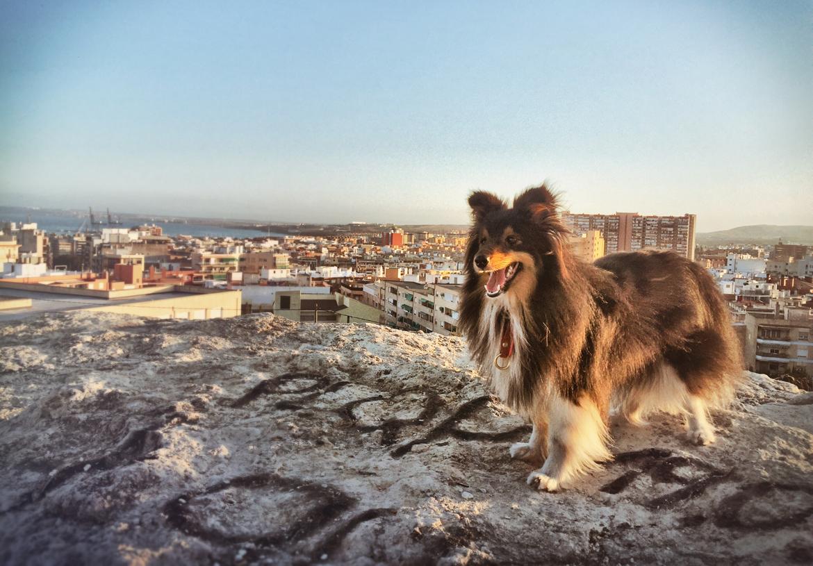Shetland sheepdog Jessie billede 37
