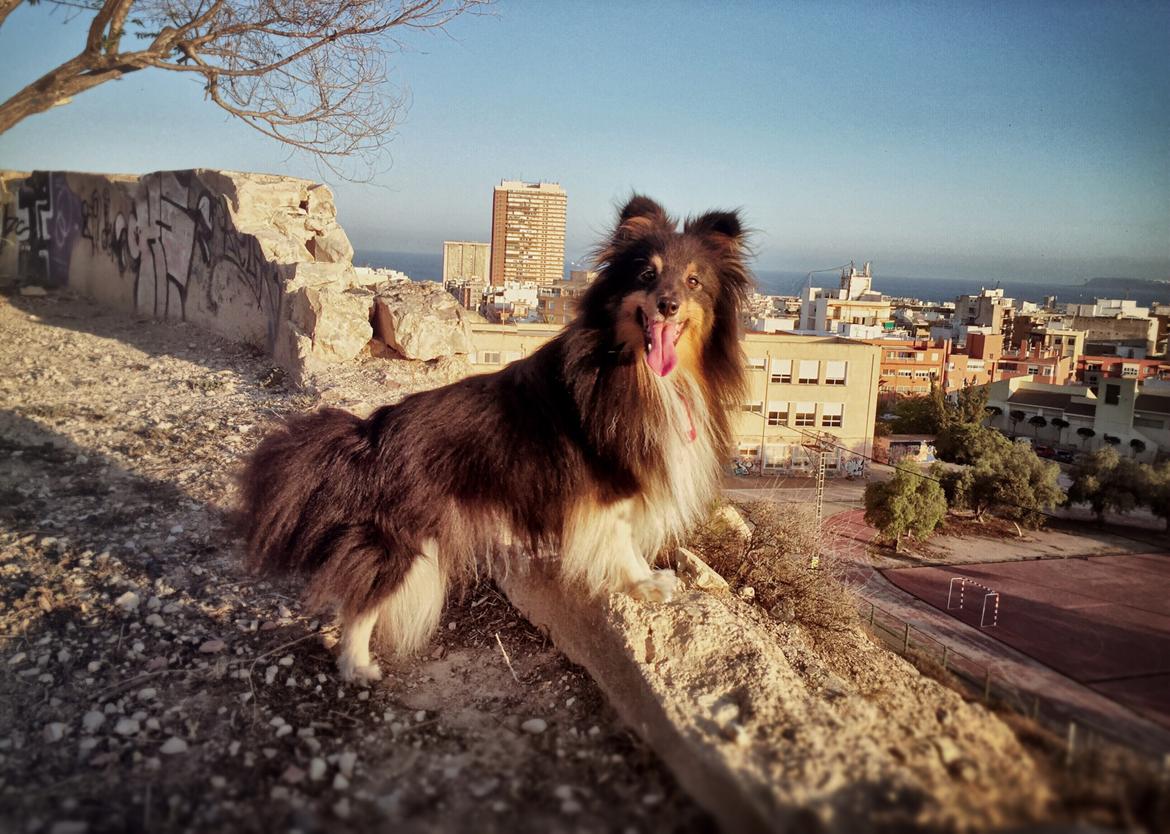 Shetland sheepdog Jessie billede 38