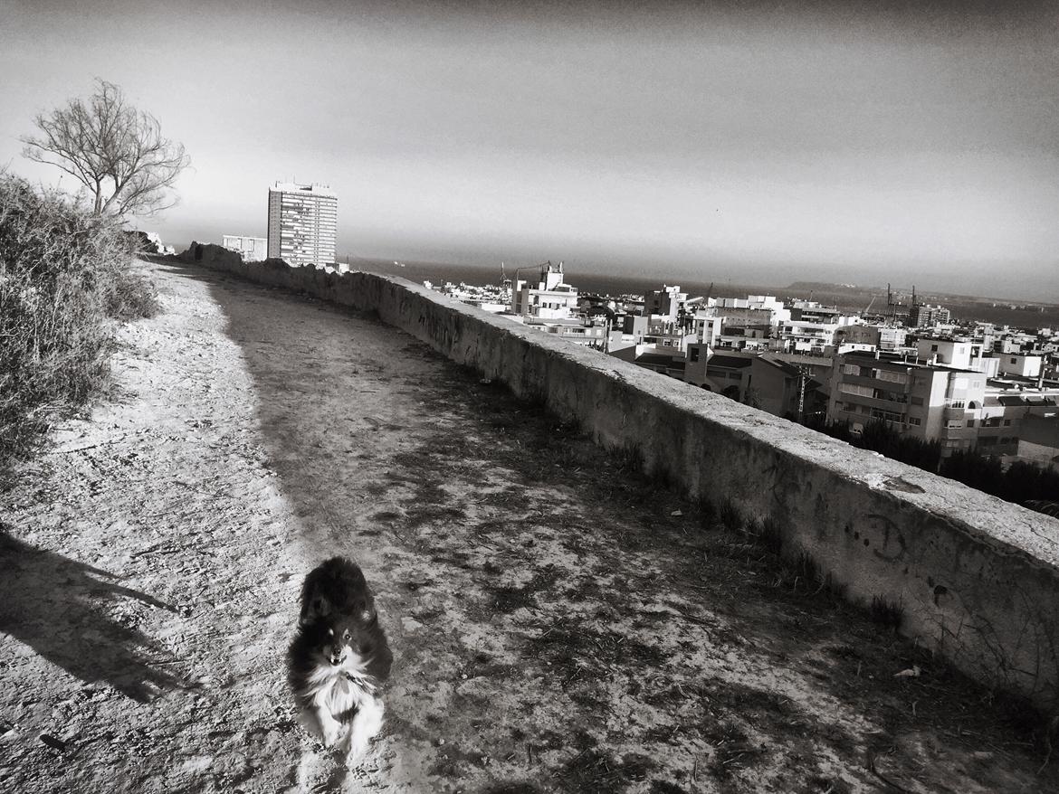 Shetland sheepdog Jessie billede 34